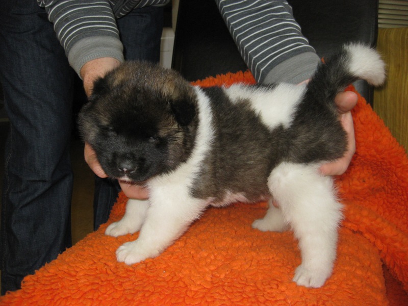 Puppies